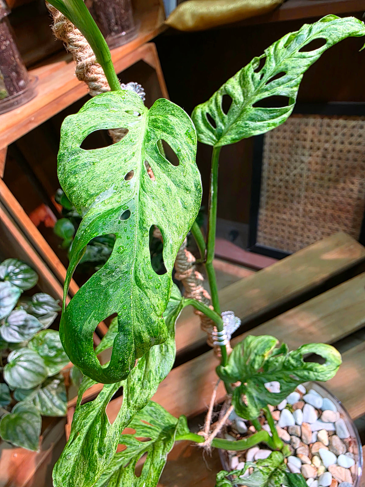 Monstera adansonii Frozen Freckles 冰凍雀斑龜背竹