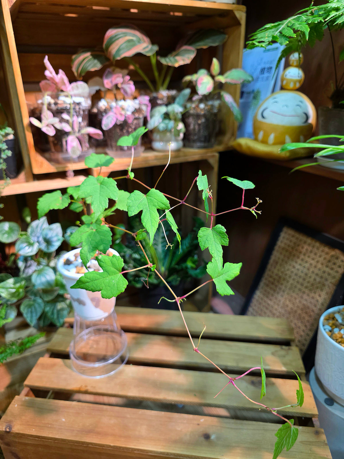 Ampelopsis glandulosa 綠葉蛇葡萄
