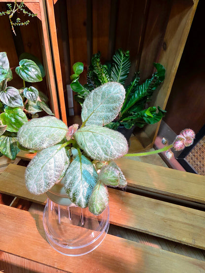 Episcia spp 銀虎喜蔭花