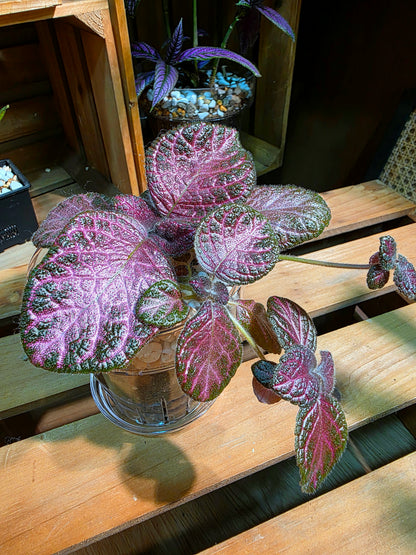 Episcia cupreata 'Malayan Gem'