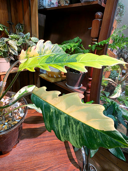 Philodendron caramel marble variegated 焦糖大理石蔓綠絨