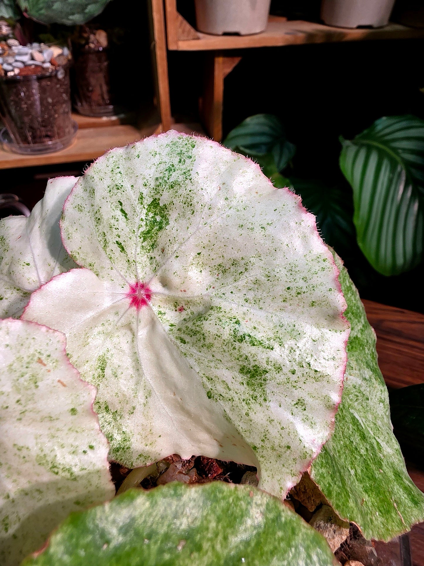Begonia rouge variegated 胭脂錦秋海棠