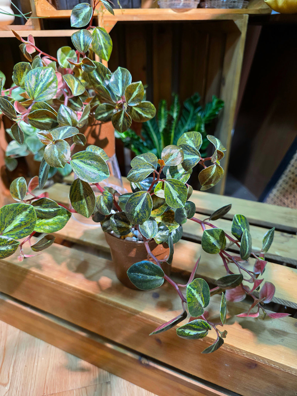 Peperomia metallica variegated 斑葉貓眼石椒草