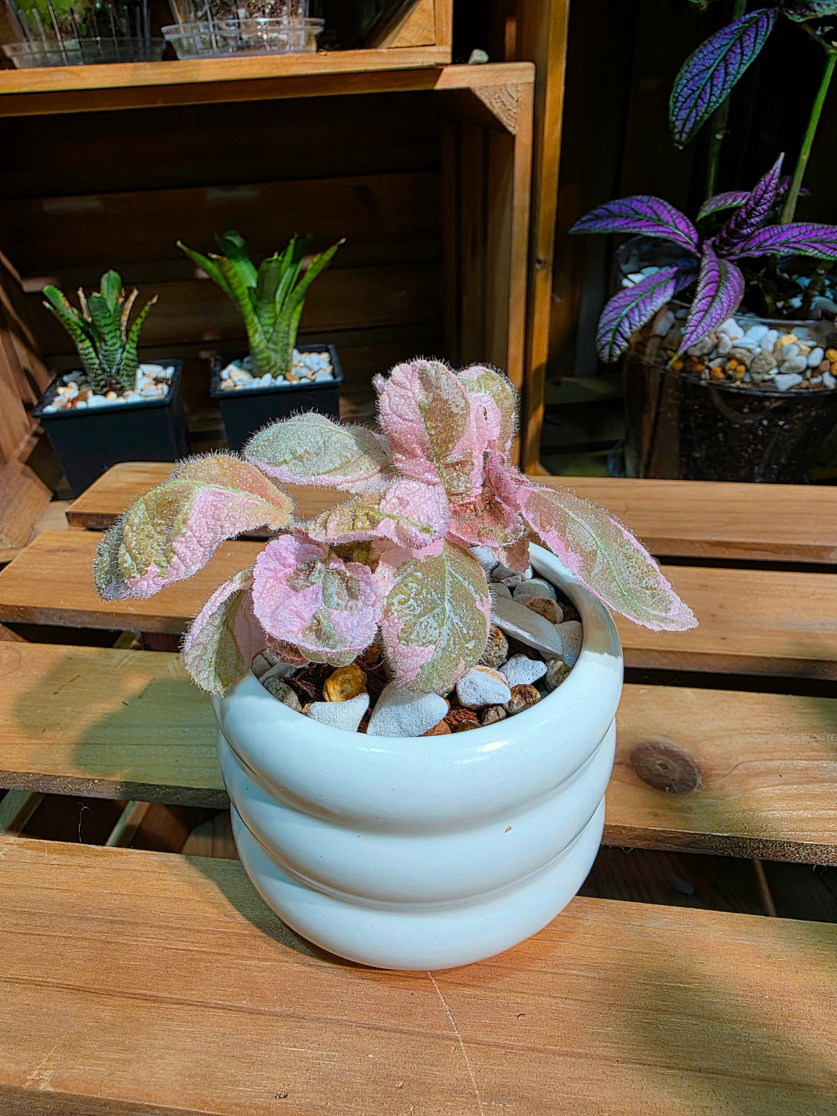 Episcia Pink Smoke