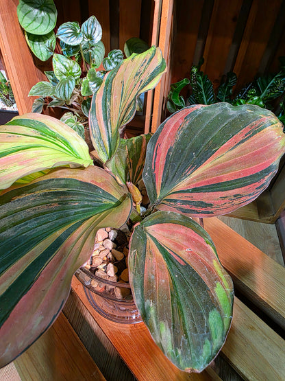 Kaempferia pulchra variegated