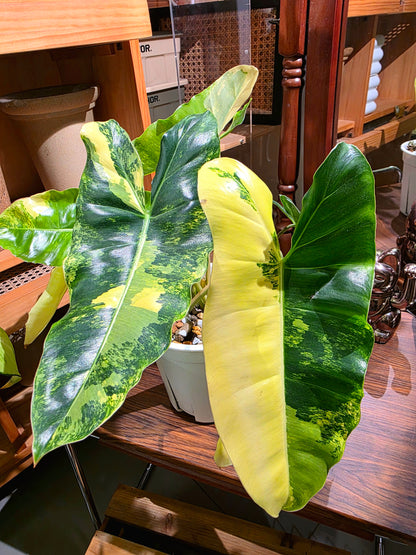 Philodendron burle marx variegated 斑葉獨角獸蔓綠絨