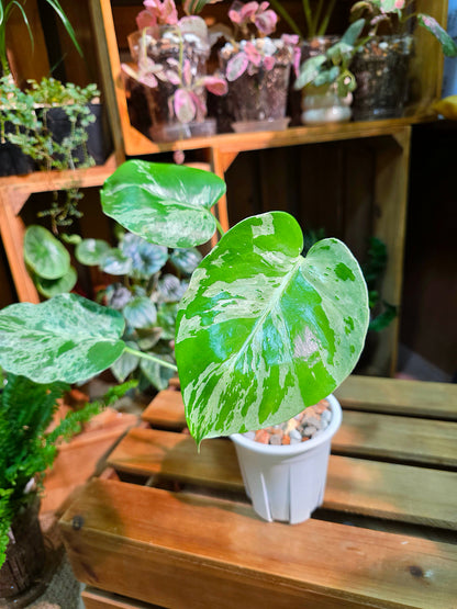 Monstera deliciosa Bulbasaur 妙蛙種子龜背竹