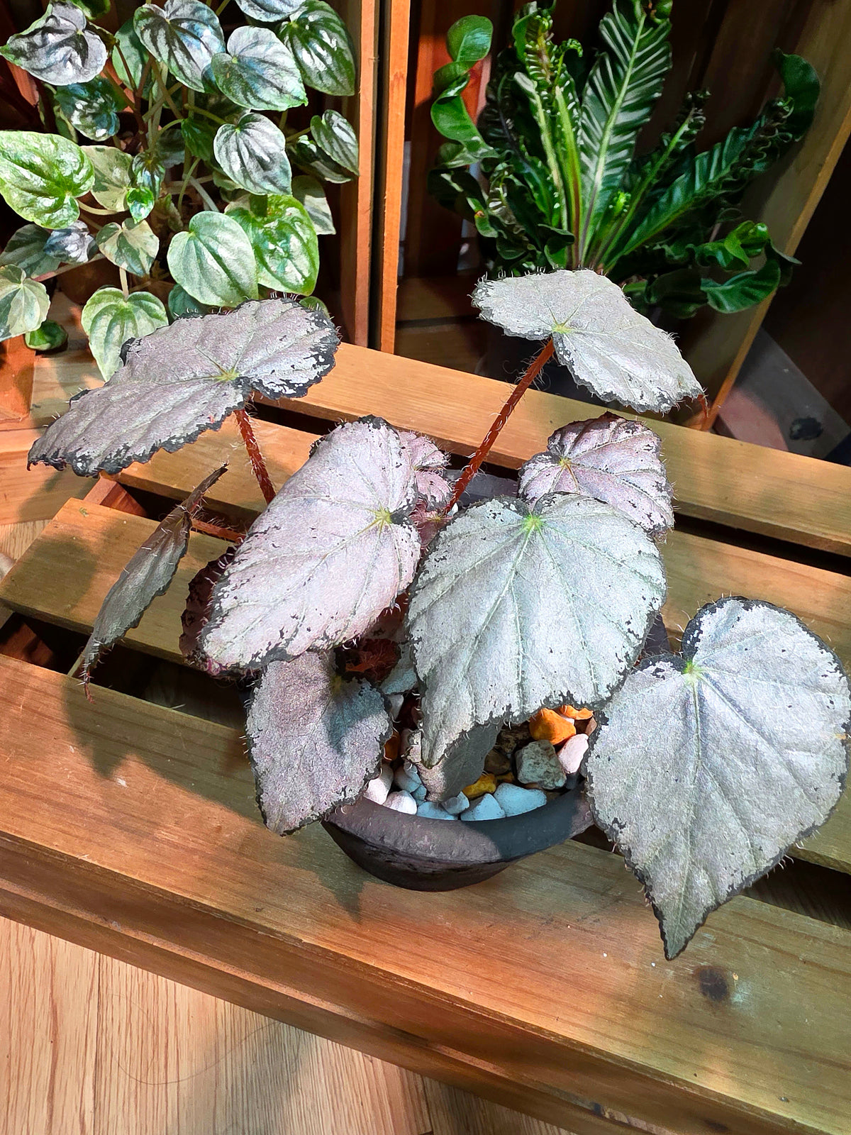 Begonia queen olympus 奧林匹斯女王秋海棠