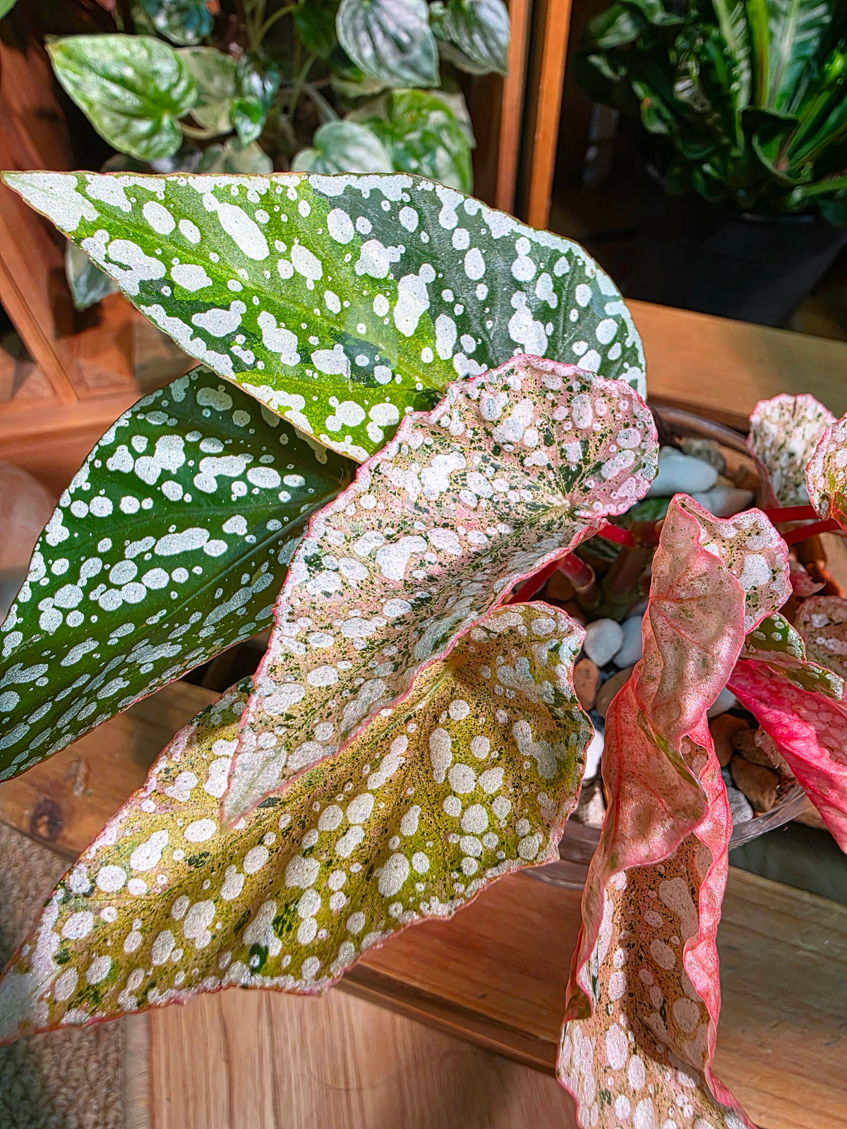 Begonia snow capped variegated 斑葉富士山秋海棠