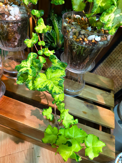 Hedera helix 'Moonlight'