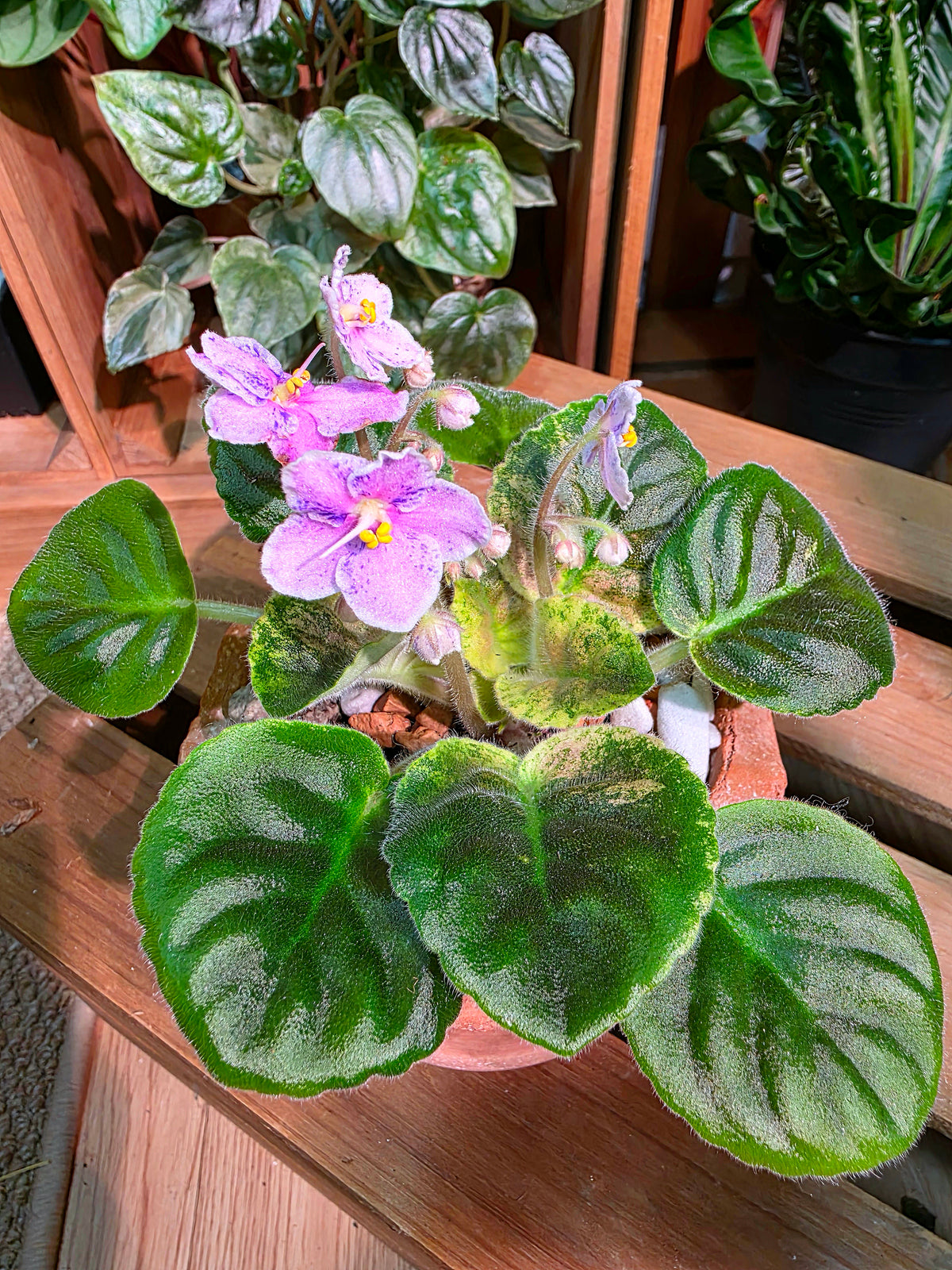 Streptocarpus ionqnthus 非洲紫羅蘭 - Robs Combustible Pigeon