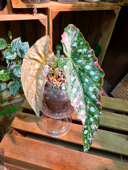 Begonia maculata variegated pink 粉斑鱒魚秋海棠