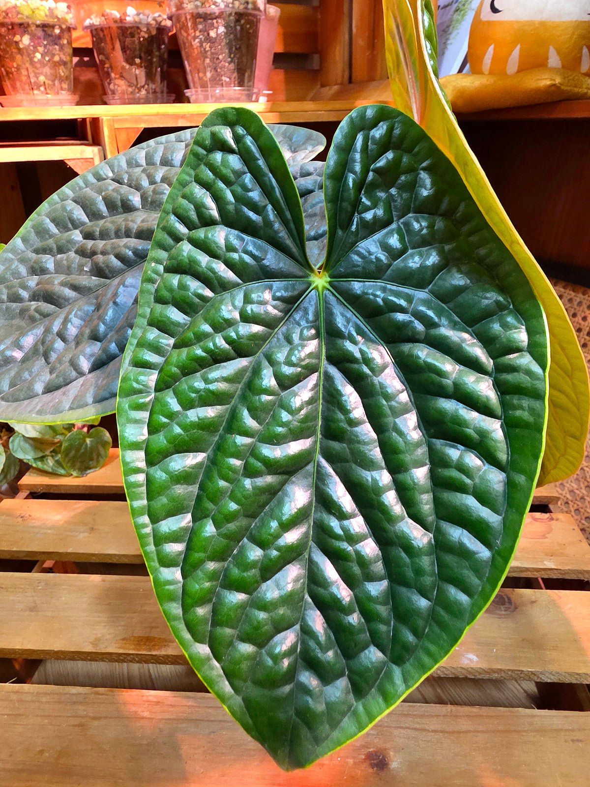 Anthurium luxurians platinum