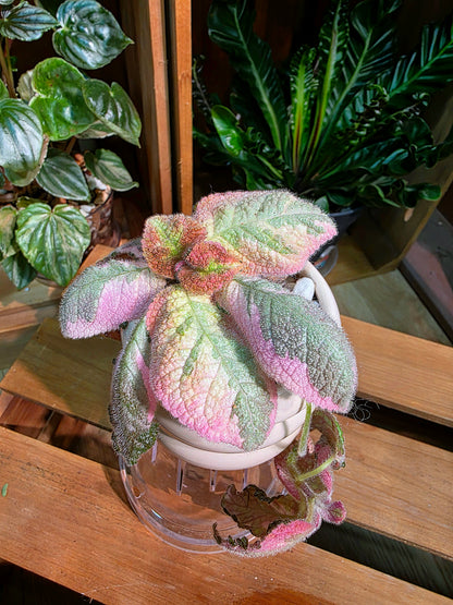 Episcia Picasso 畢卡索喜蔭花