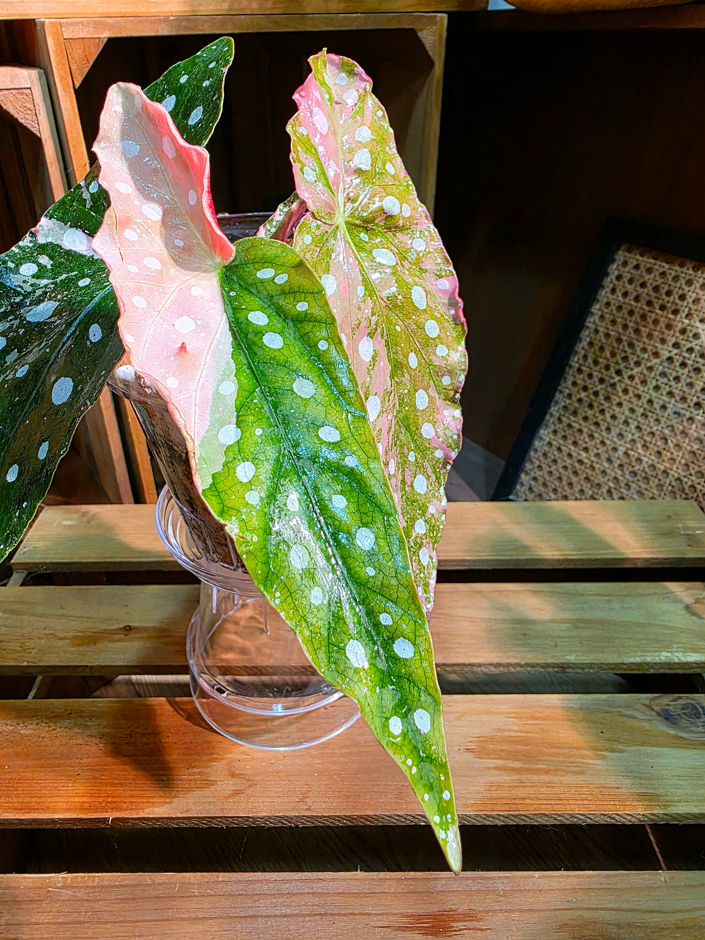Begonia maculata variegated pink 粉斑鱒魚秋海棠