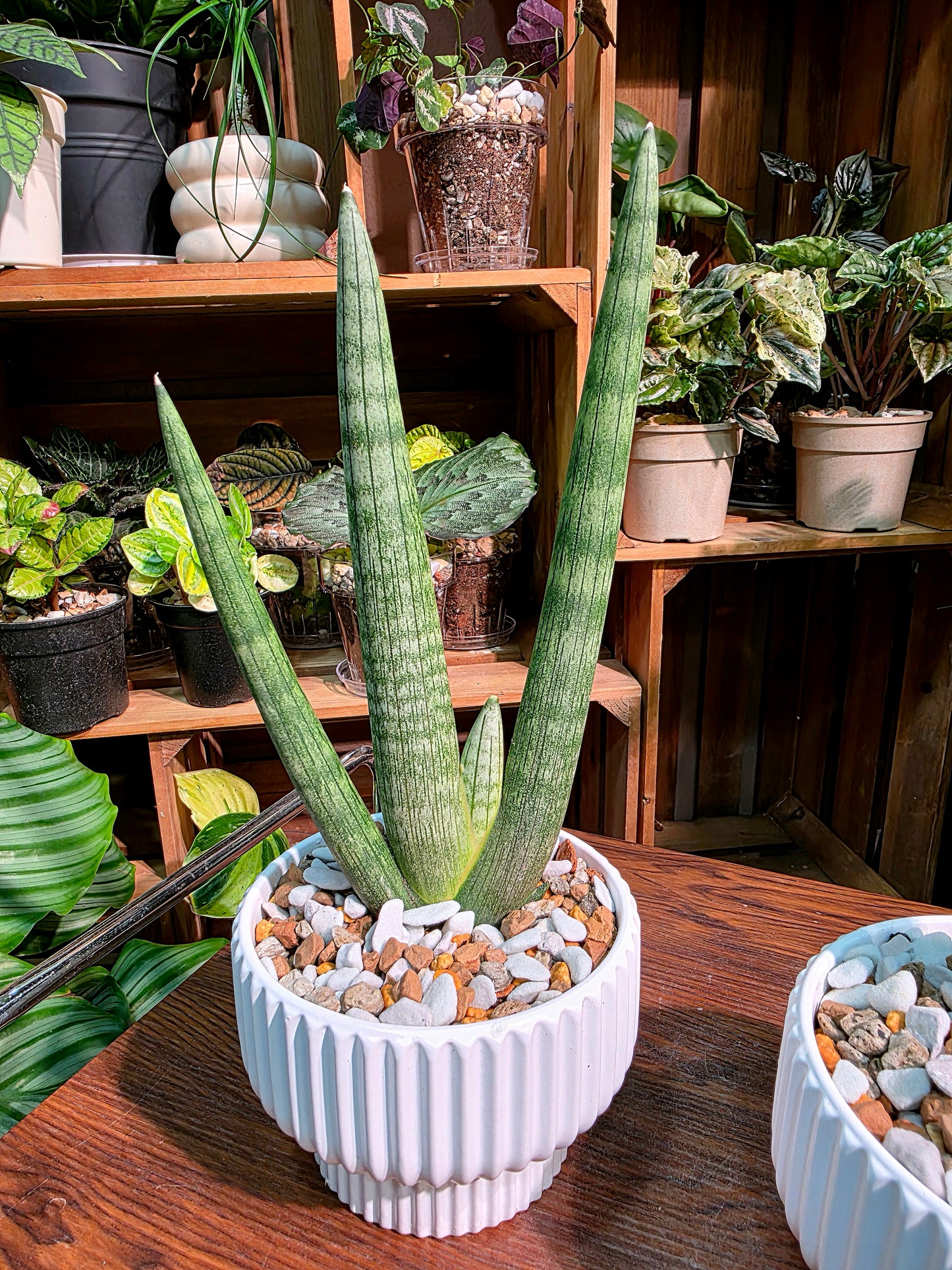 Dracaena Dwarf Boncel 佛手虎尾蘭