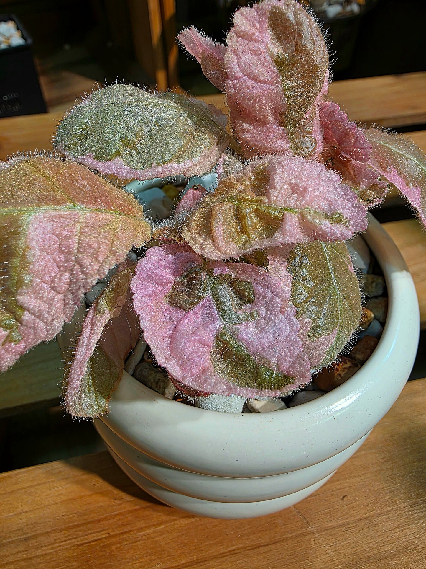 Episcia Pink Smoke