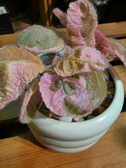 Episcia Pink Smoke