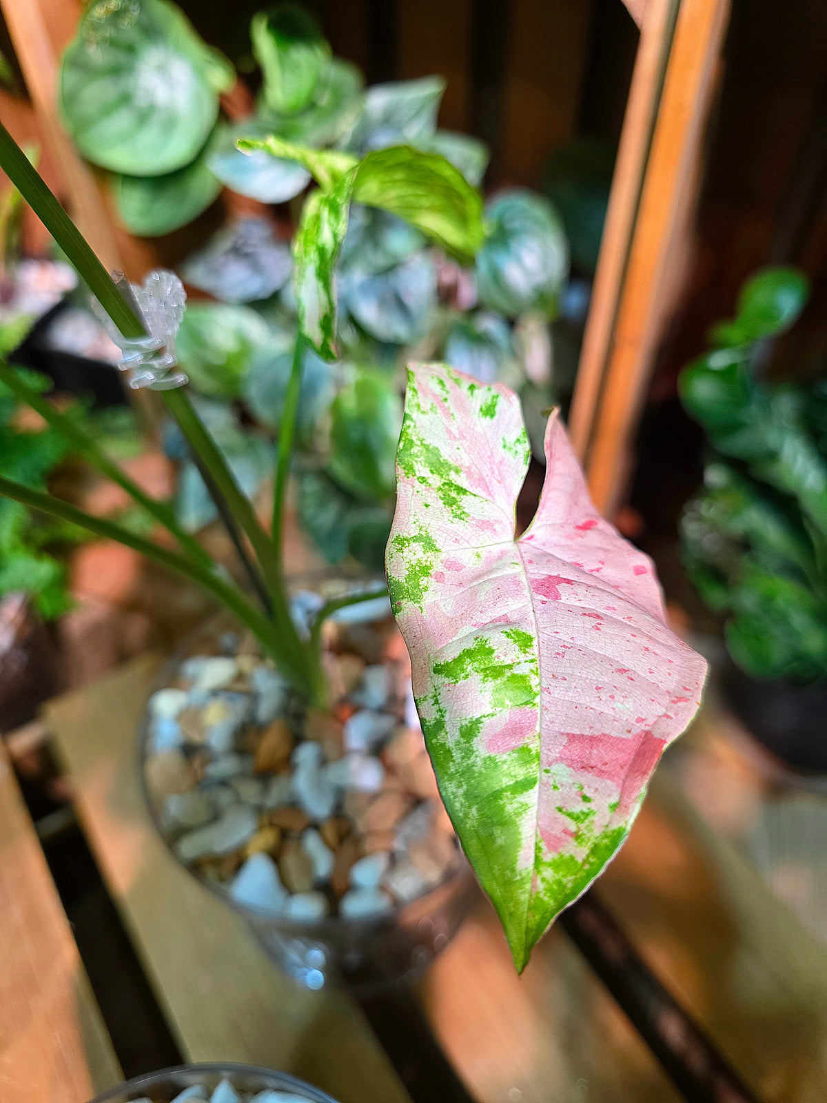 Syngoniun red spots 櫻花雨合果芋