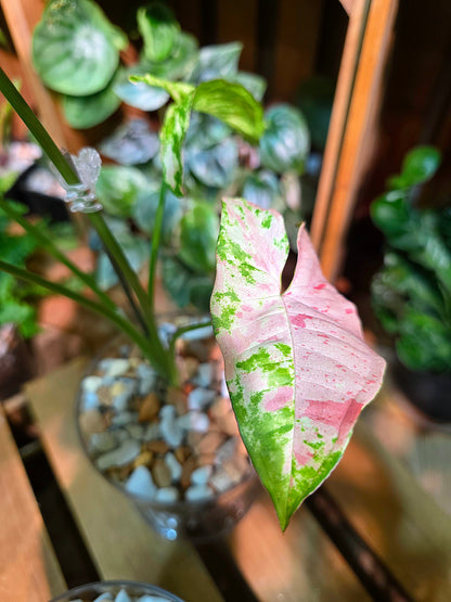 Syngoniun red spots 櫻花雨合果芋