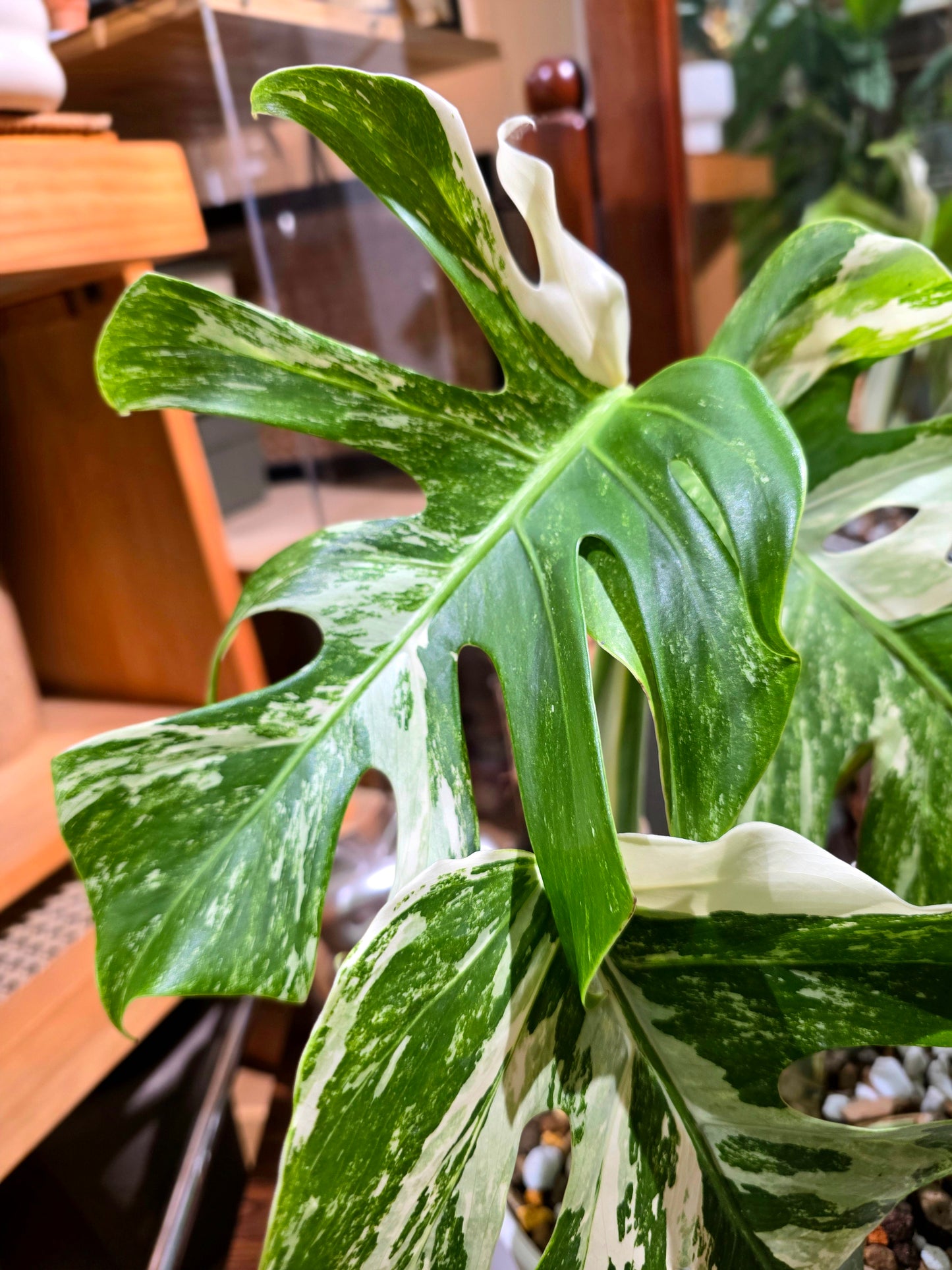 Monstera albo variegated 白斑龜背竹