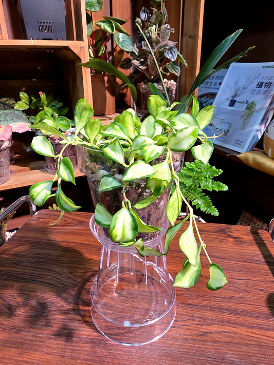 Hoya heuschkeliana variegata 休內球蘭
