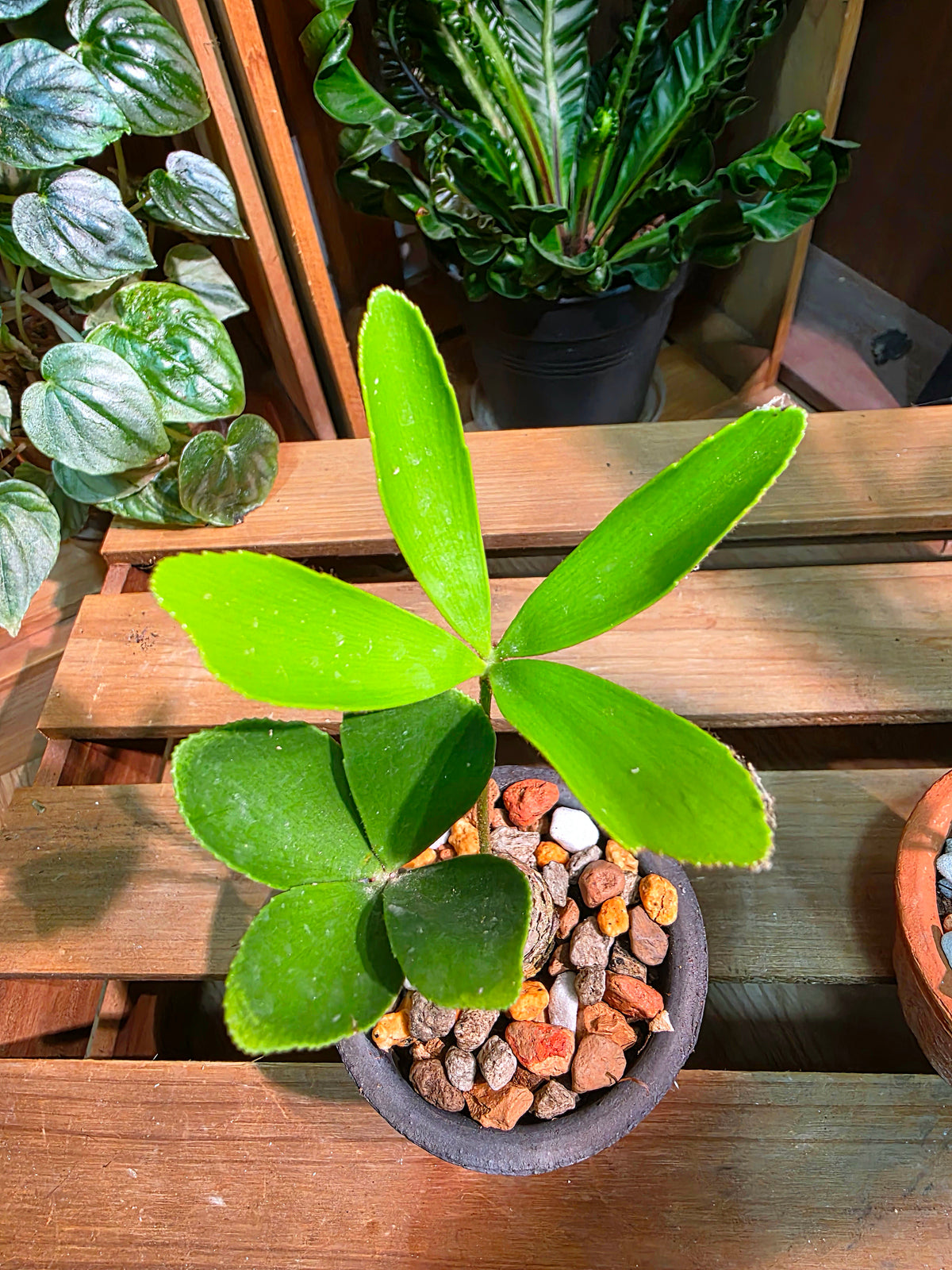 Zamia furfuracea 幸運鐵