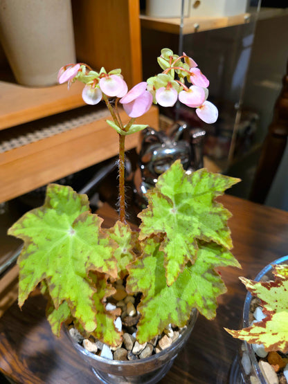 Begonia sp. 楓之谷秋海棠