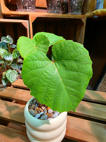 Ampelocissus martini 塊根樹葡萄