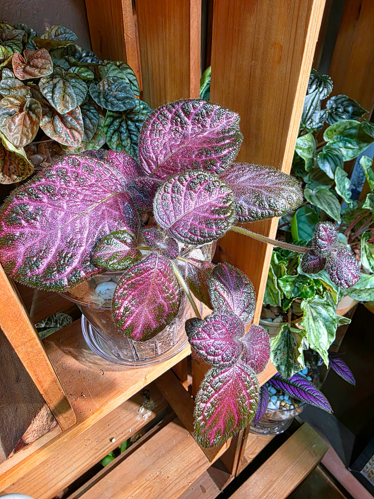 Episcia cupreata 'Malayan Gem'
