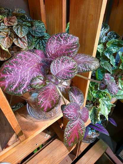 Episcia cupreata 'Malayan Gem'