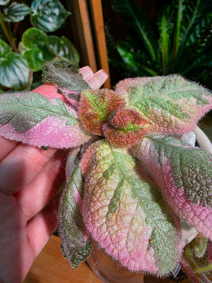 Episcia Picasso 畢卡索喜蔭花