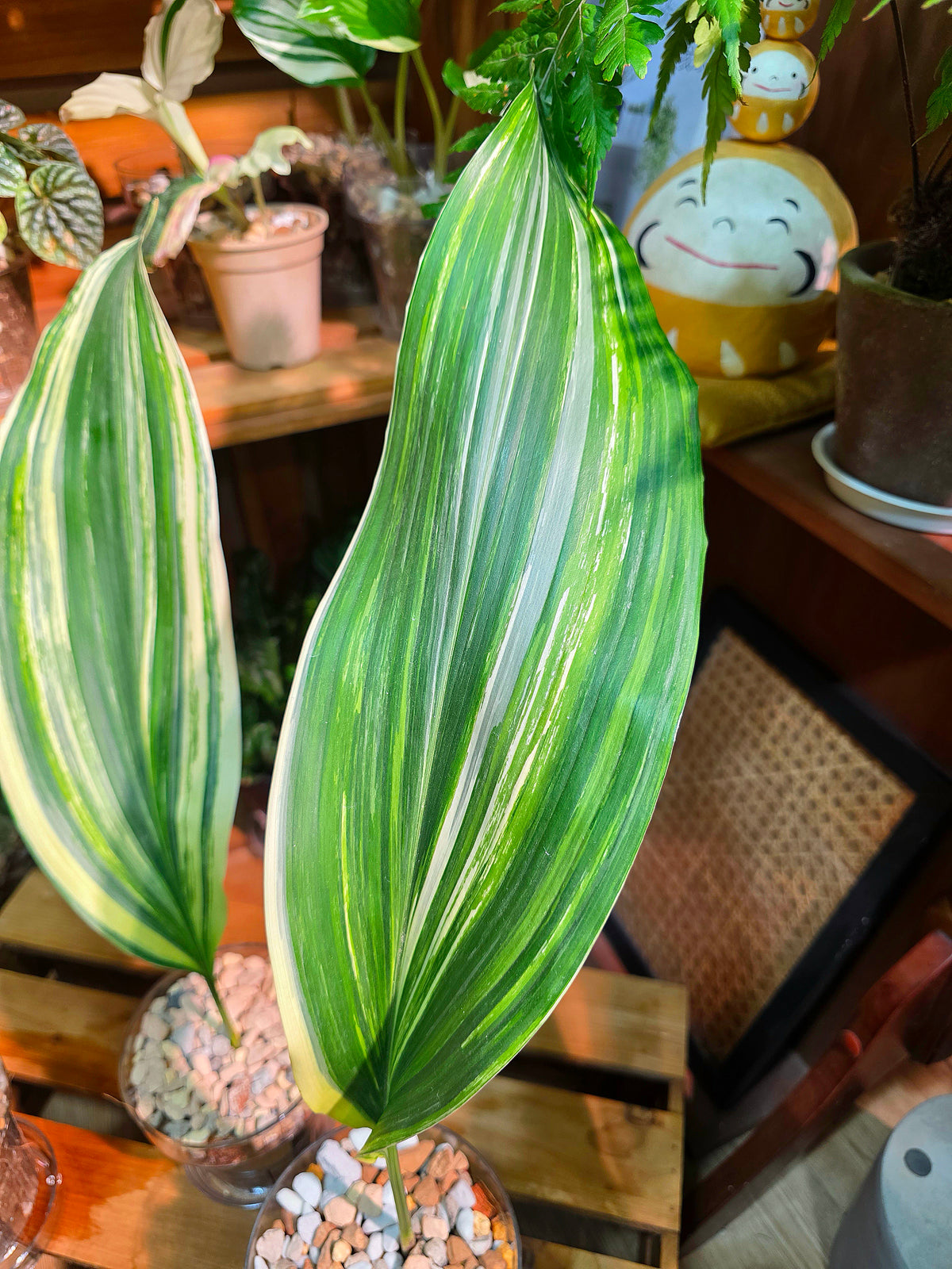 Aspidistra elatior variegated