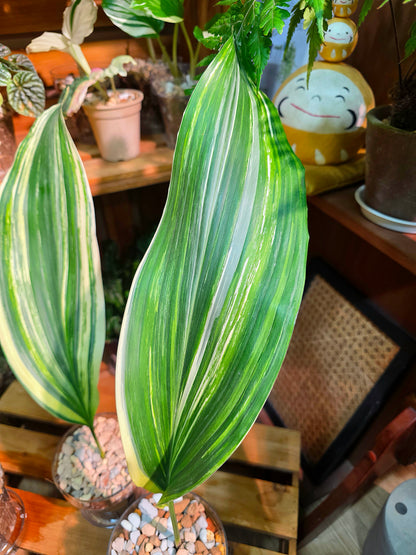 Aspidistra elatior variegated