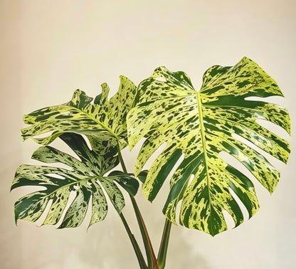 Monstera deliciosa Bulbasaur 妙蛙種子龜背竹