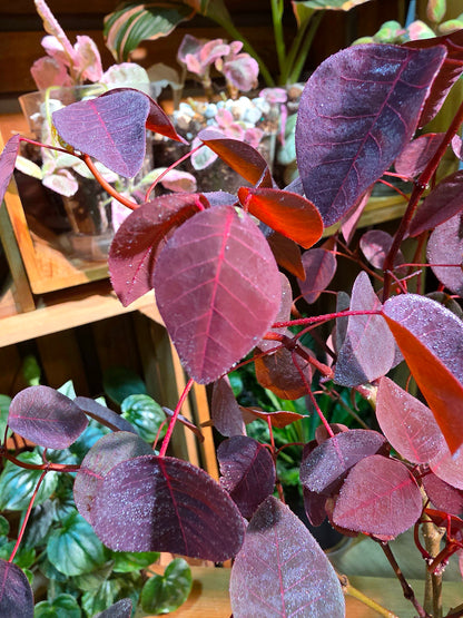 Euphorbia cotinifolia Copper Plant