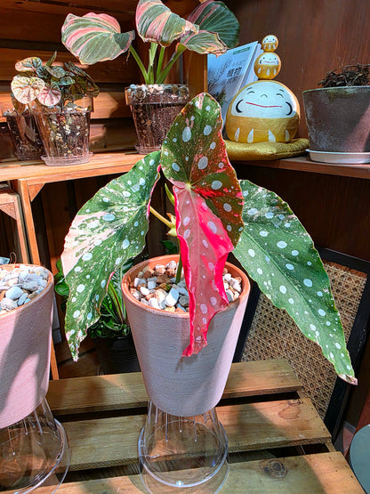 Begonia maculata variegated pink