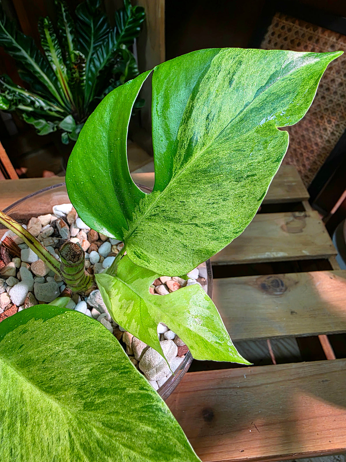 Rhaphidophora tetrasperma aurea variegated 黃錦姬龜背