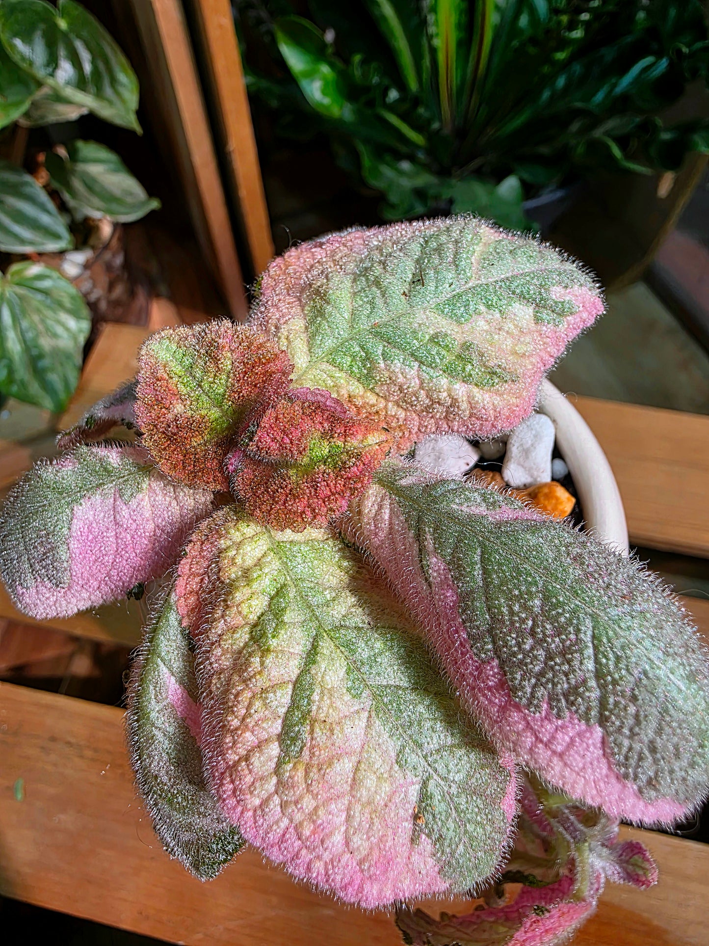 Episcia Picasso 畢卡索喜蔭花