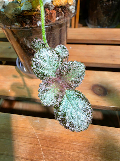 Episcia spp. Silver Tiger