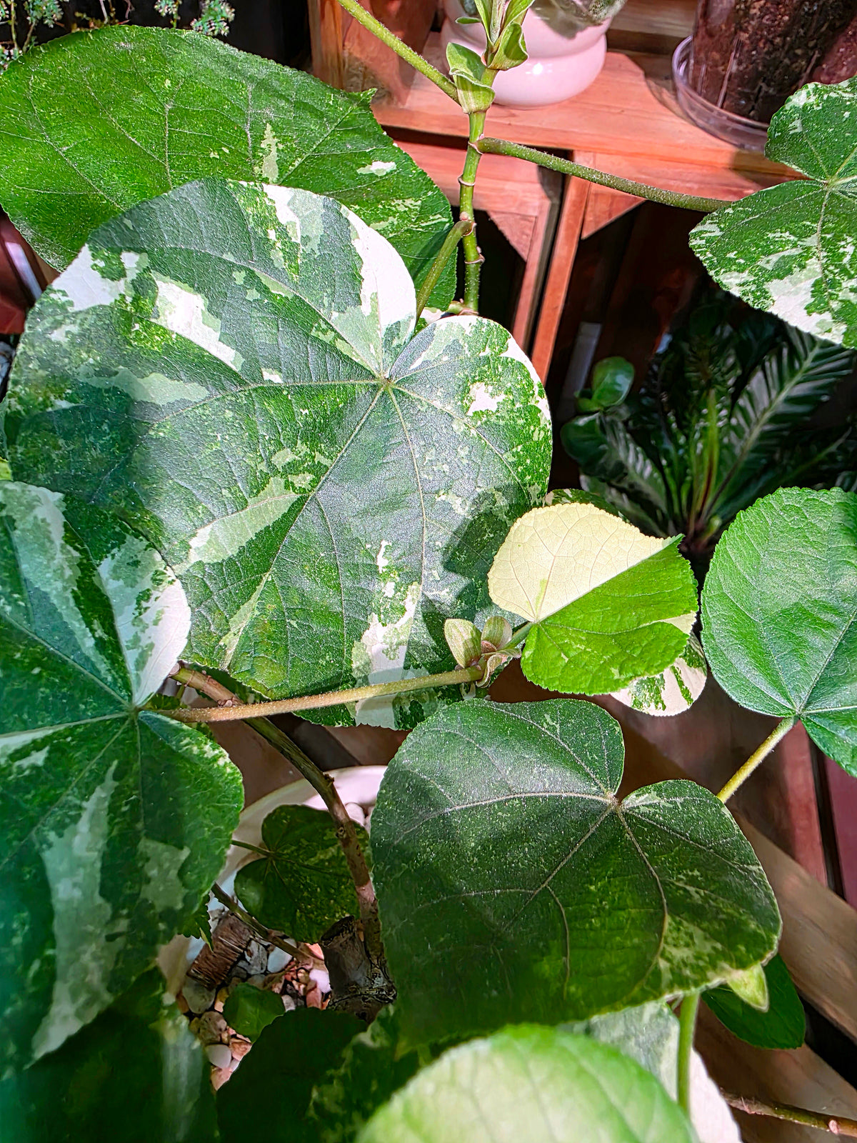 Hibiscus tiliaceus Tricolor 花葉黃槿