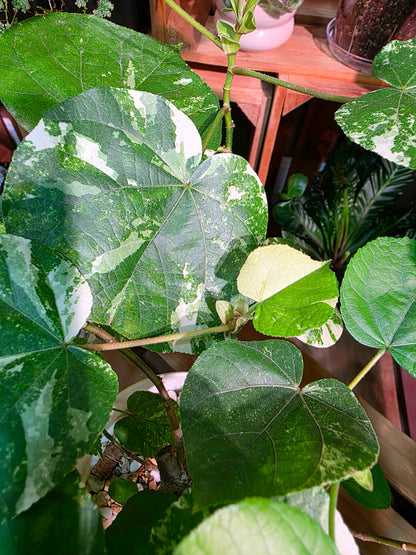 Hibiscus tiliaceus Tricolor 花葉黃槿