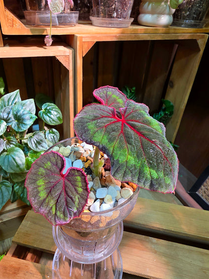 Begonia Cathayana