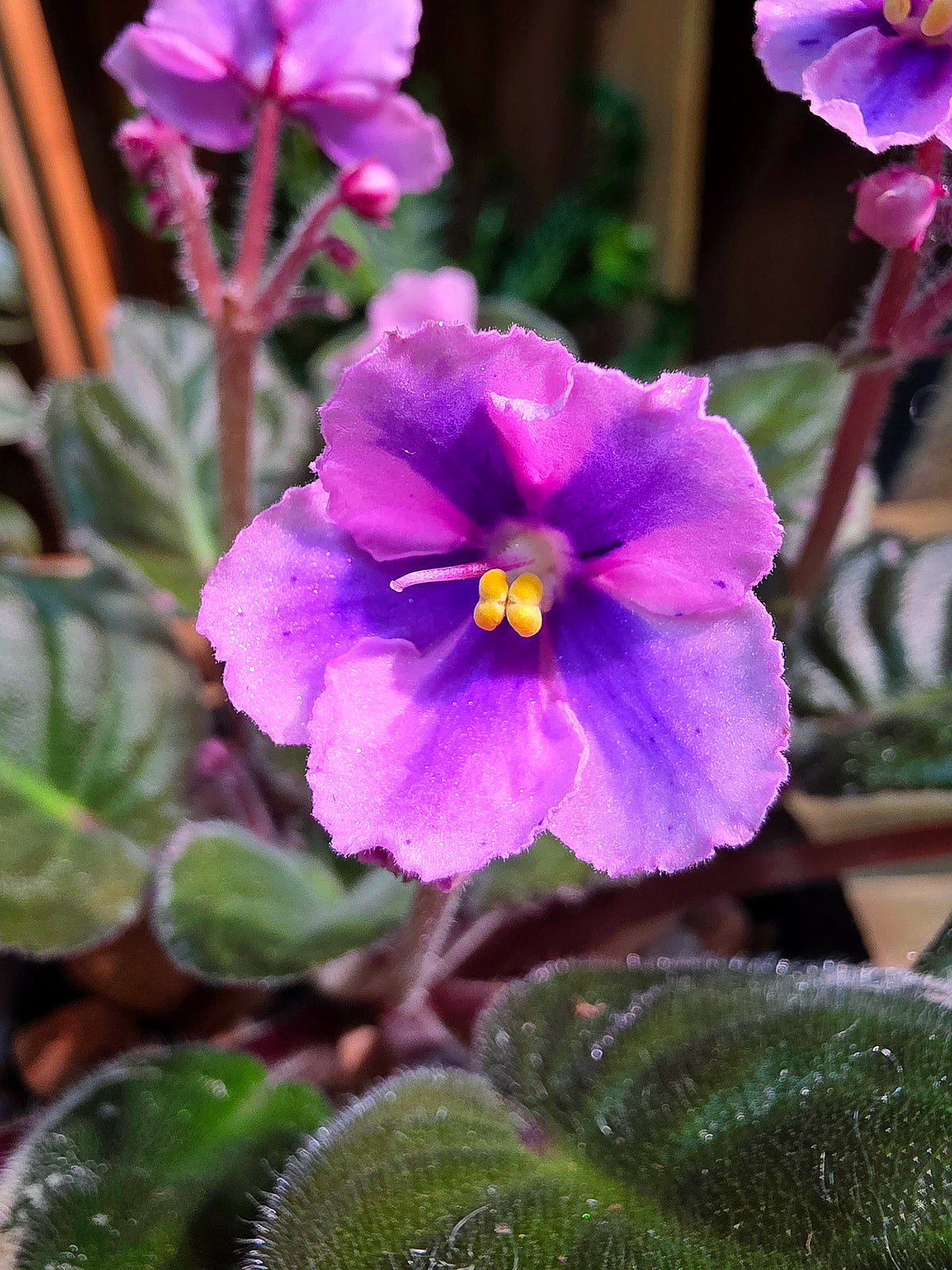 Streptocarpus ionqnthus 非洲紫羅蘭 - 粉緞
