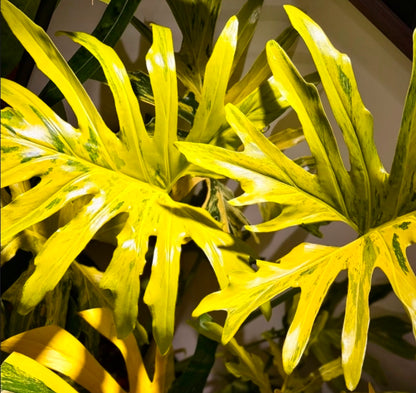 Philodendron selloum variegated 斑葉春雨蔓綠絨
