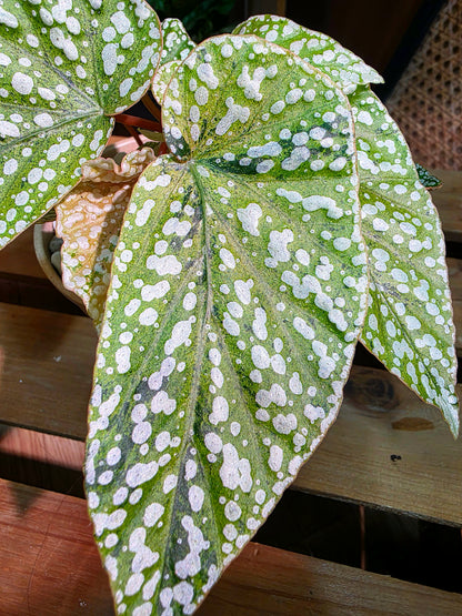 Begonia snow-capped variegated 'Mount Fuji'