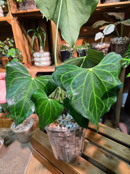 Anthurium Delta Force