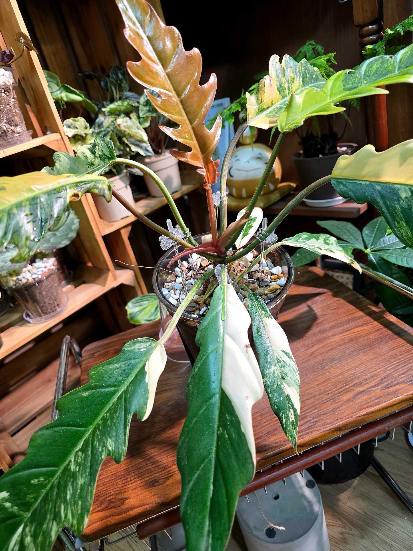 Philodendron caramel marble variegated 焦糖大理石蔓綠絨