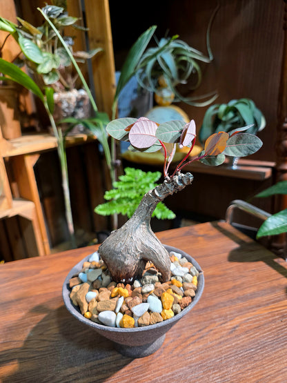Phyllanthus mirabilis 奇異油柑