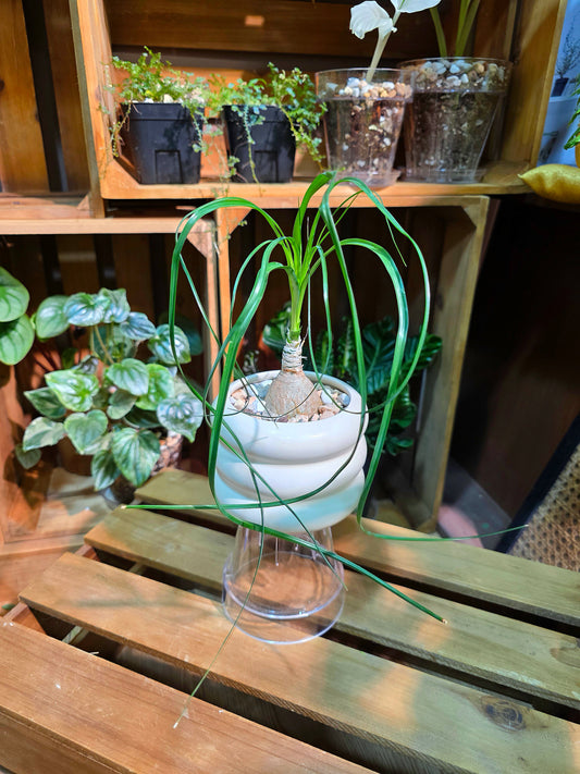 Beaucarnea recurvata 酒瓶蘭